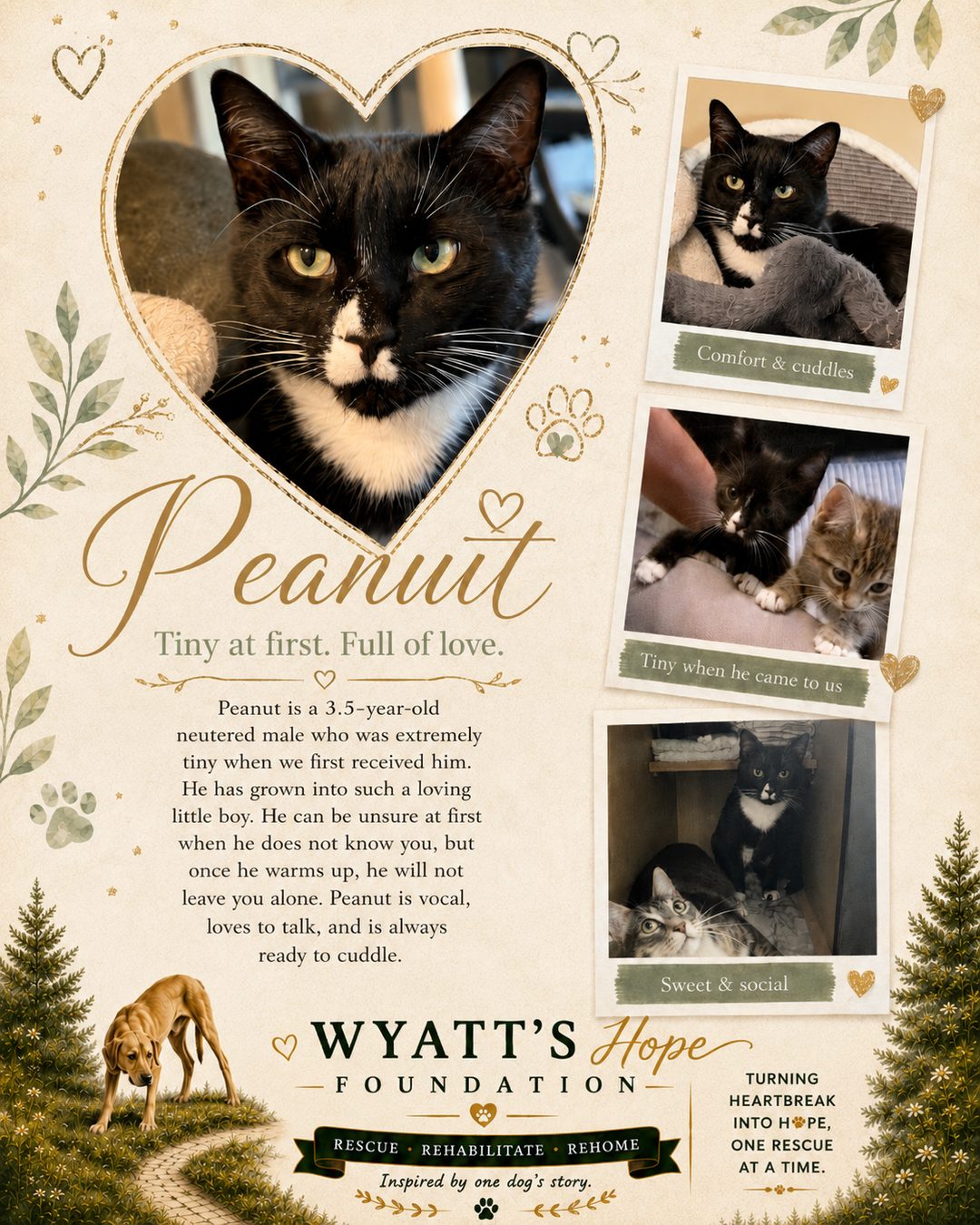 Peanut, a cat cared for by Wyatt's Hope