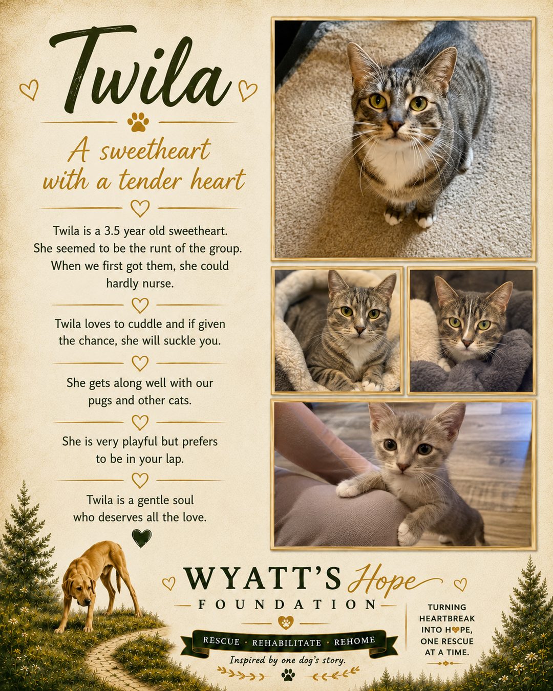 Twila, a cat cared for by Wyatt's Hope