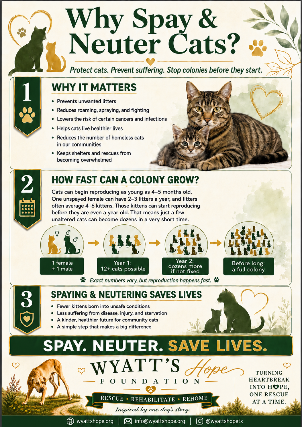 Why spay and neuter cats educational poster